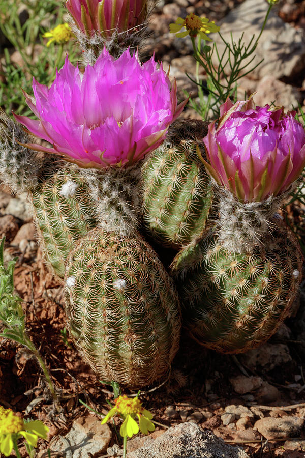 Barrel Cactus Bloom #4 Photograph by Steve Templeton