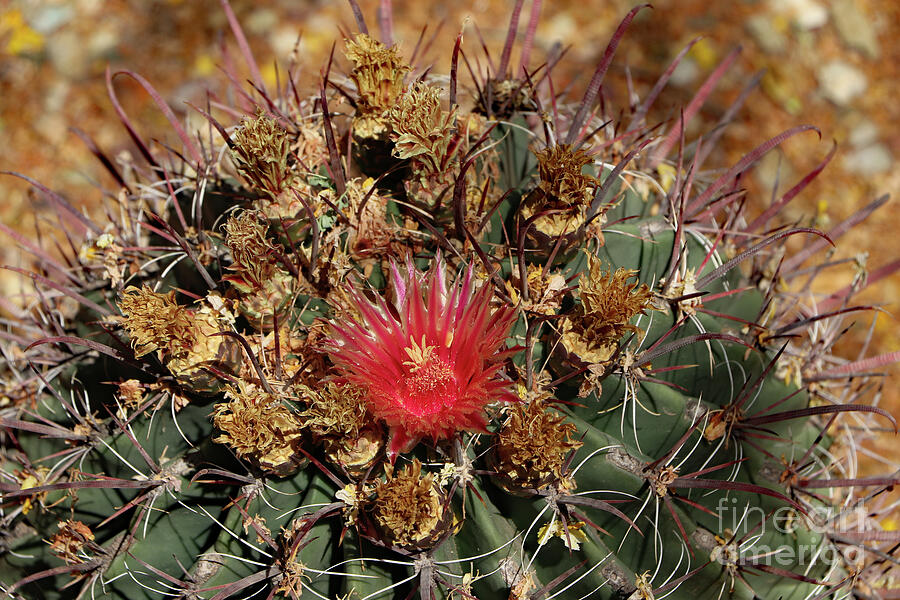 Nature Photograph -  Barrel Cactus Bloom  by Christiane Schulze Art And Photography