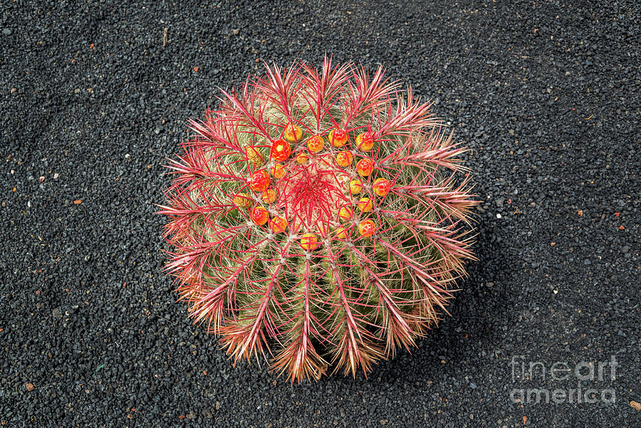Barrel cactus blossom Photograph by Delphimages Photo Creations