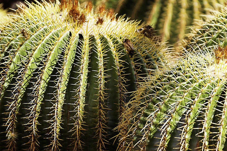 Barrel Cactus Closeup 48x Photograph by Randy Jackson
