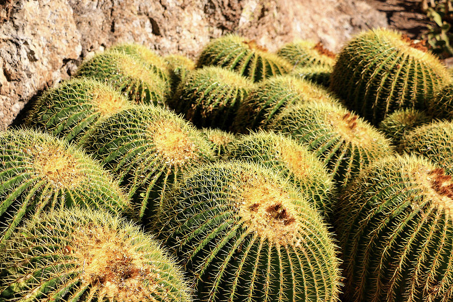 Barrel Cactus Photograph by Dawn Richards