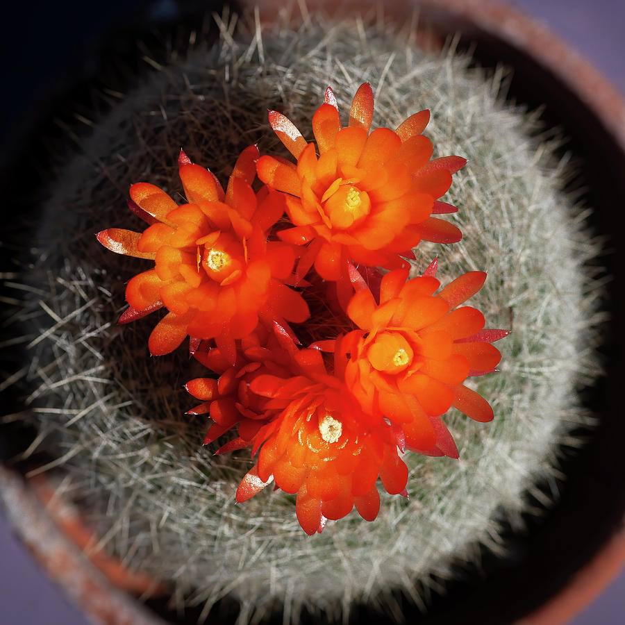 Barrel Cactus Echinocactus Grusonii 101 Photograph by Rich Franco