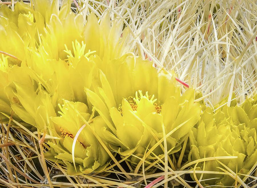 Barrel Cactus Flowers Photograph by Rebecca Herranen