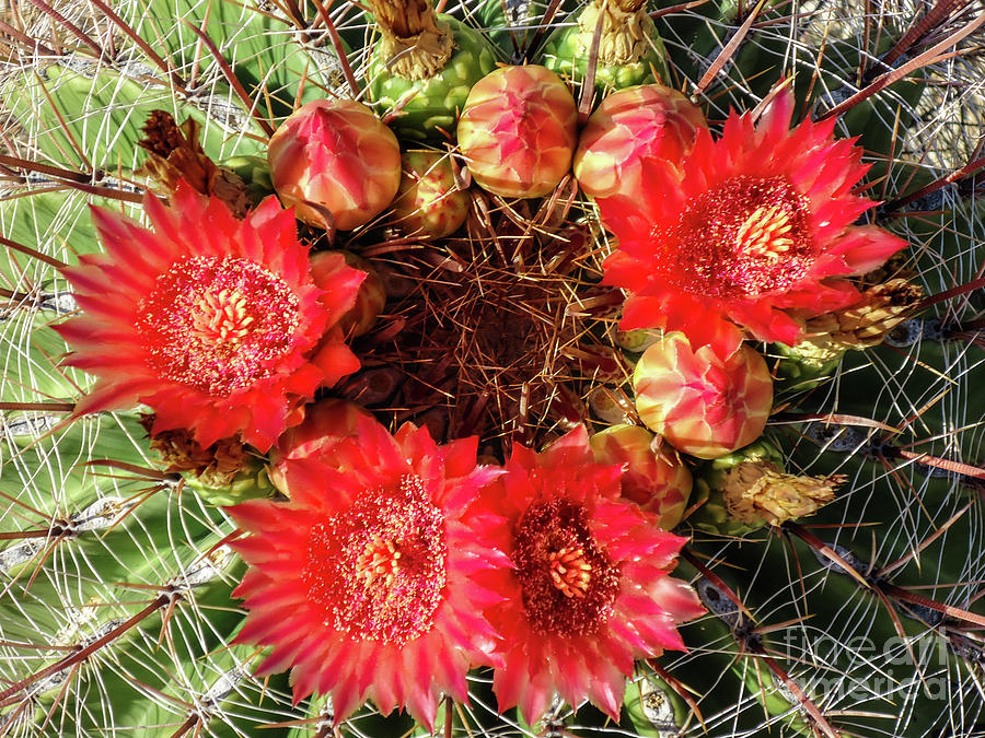 Barrel Cactus Flowers Photograph by Stephanie Hanson - Fine Art America