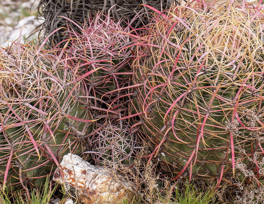 Barrel Cactus Grouping Photograph