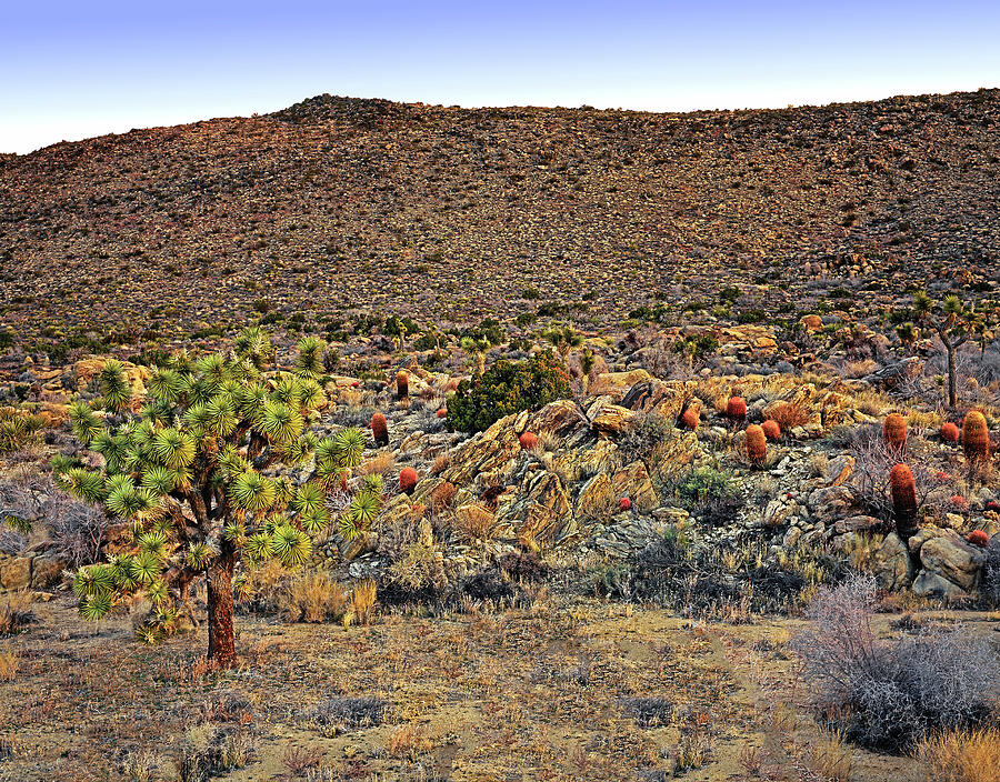 Barrel Cactus Hill Photograph by Paul Breitkreuz