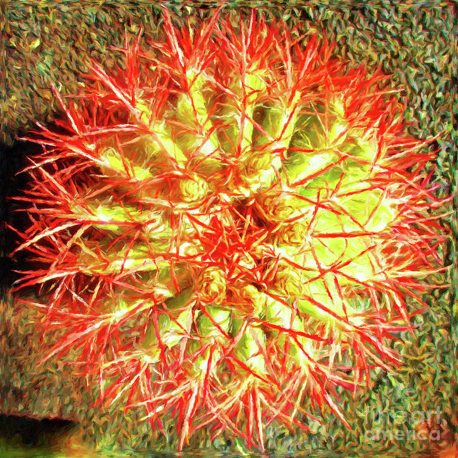 Barrel Cactus Photograph