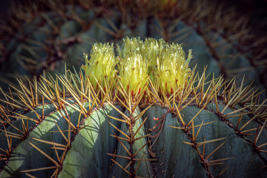 Barrel Cactus Photograph by Linda Unger Fine Art America
