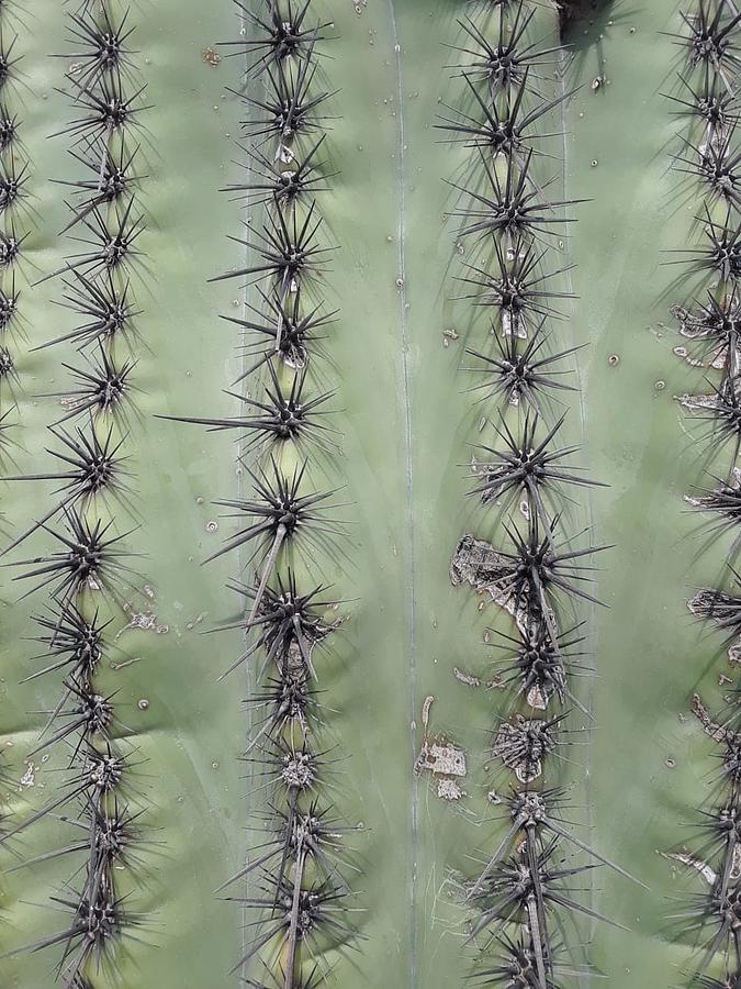 Barrel Cactus Photograph by Ma Udaysree