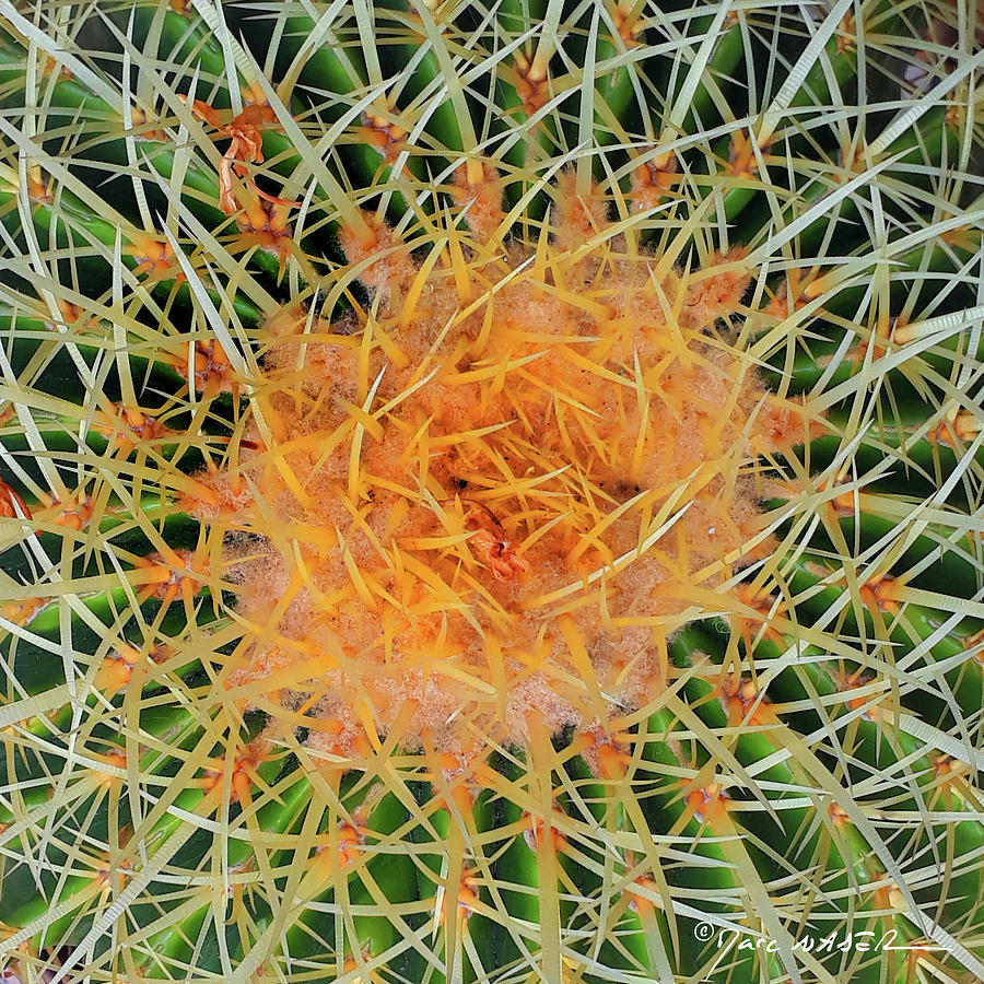 Barrel Cactus Photograph by Marc Nader