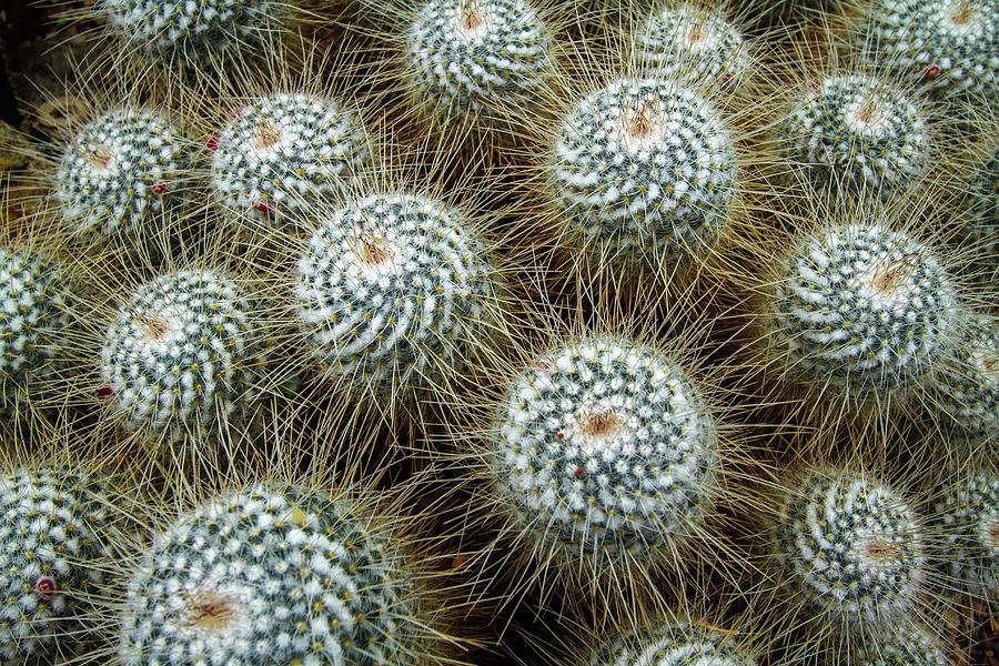 Barrel Cactus Photograph - Barrel Cactus by Roger Mullenhour