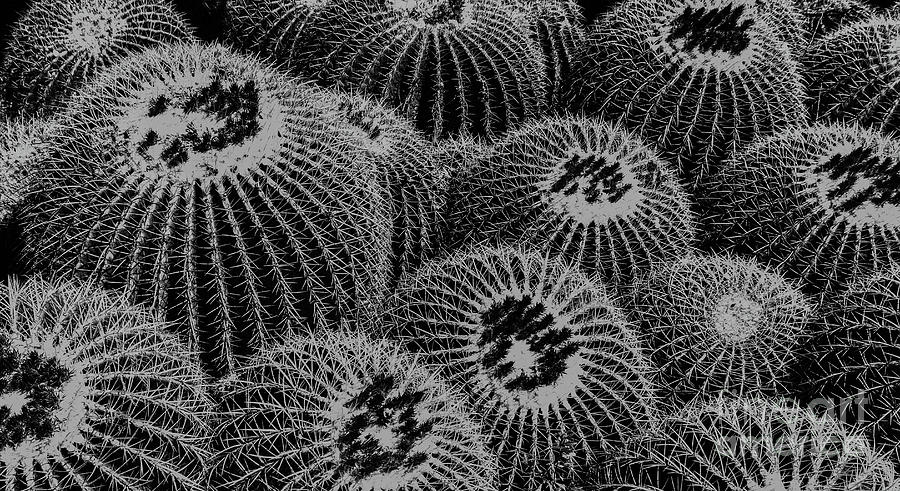 Barrel Cactus Photograph by Seth Betterly