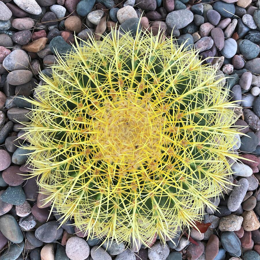 Barrel Cactus Photograph