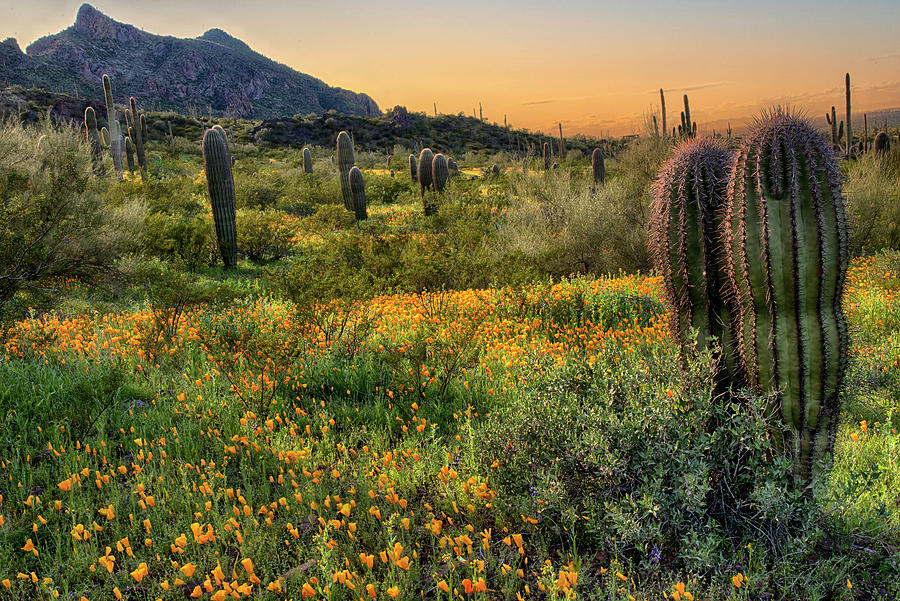 Barrel cactus with spring wildflowers Photograph by Dave Dilli