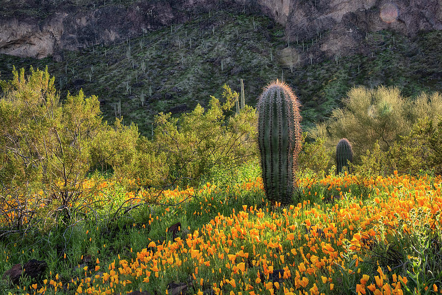 Barrel Cactus with yellow Poppies in the desert Photograph by Dave Dilli