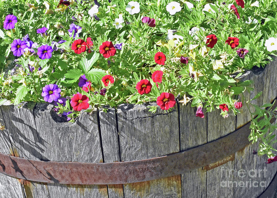 Barrel of Flowers Photograph by Lydia Holly