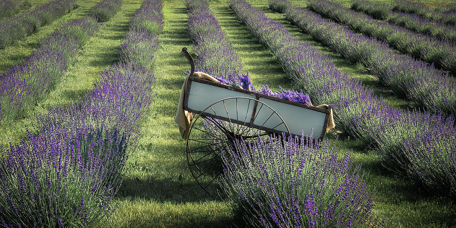 Barrel of Lavender Photograph by Sylvia Goldkranz