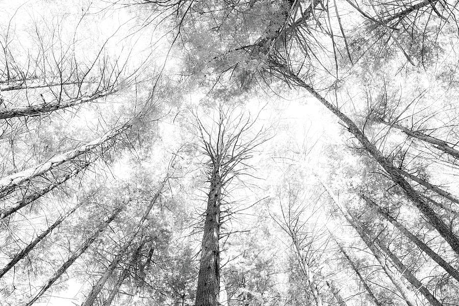 Barren in White Photograph by Linda MacFarland - Fine Art America