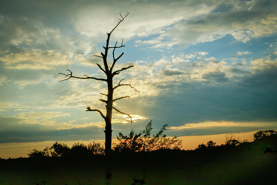 Barren Tree at Sunset Photograph by Jerry Gammon
