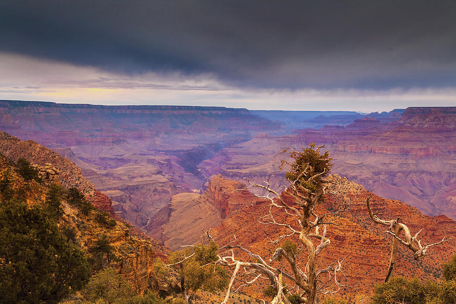Barren Tree Grand Canyon Photograph by Andrew Soundarajan