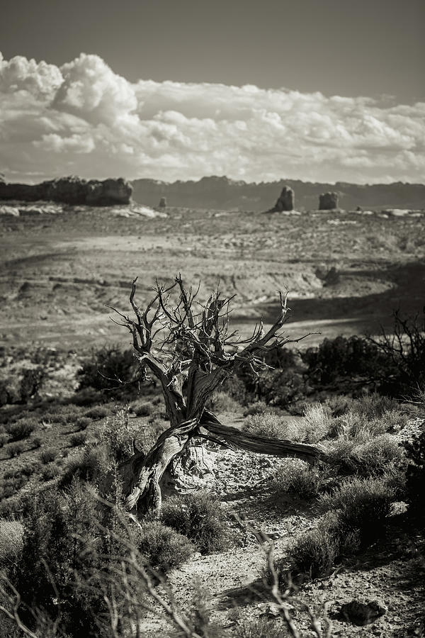 Barren Tree, Barren Land Photograph by Joseph Hawk