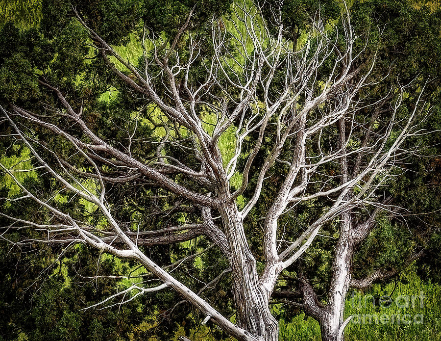 Barren Tree Photograph by Nick Zelinsky Jr