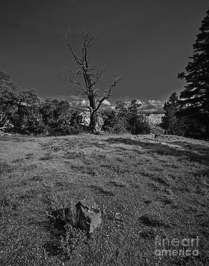 Barren Tree Photograph by Steve Brown