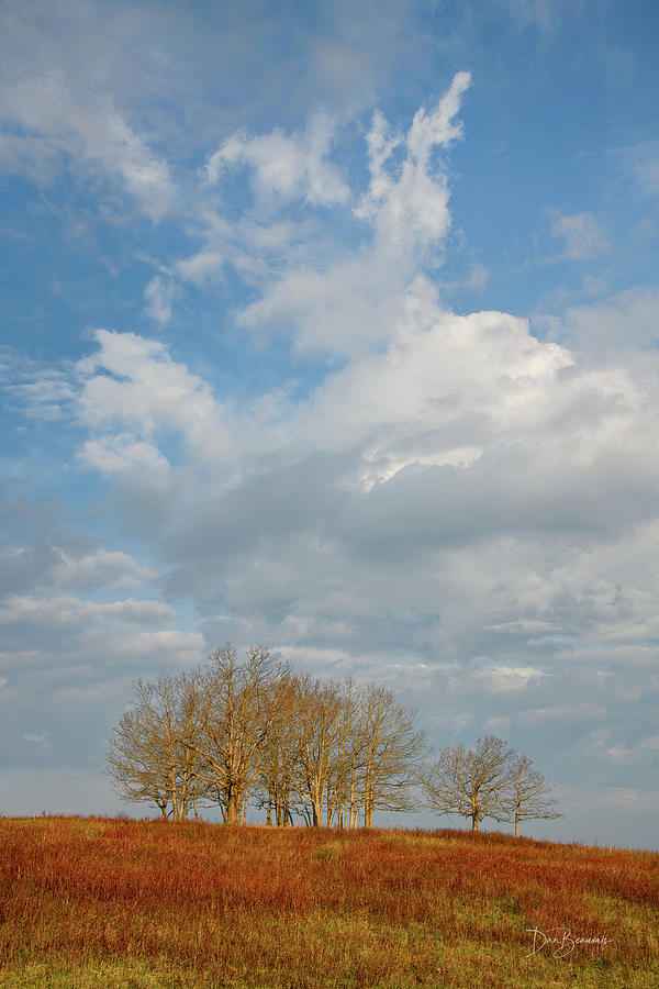 Barren Trees Big Meadows #1205 Photograph by Dan Beauvais