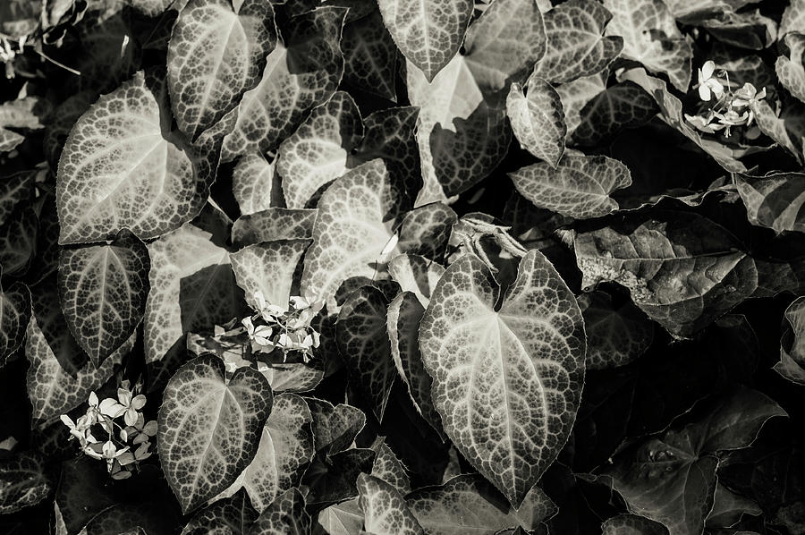 Barrenwort Leaves 1 Photograph by Jenny Rainbow
