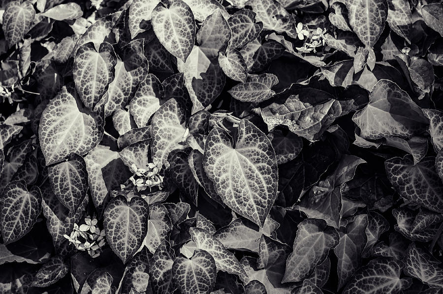 Barrenwort Leaves Photograph by Jenny Rainbow