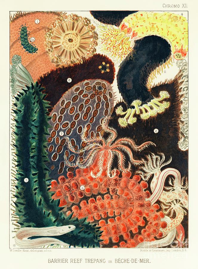Barrier Reef Trepang or Beche-de-Mer from The Great Barrier Reef of Australia 1893 by William  Painting by Shop Ability