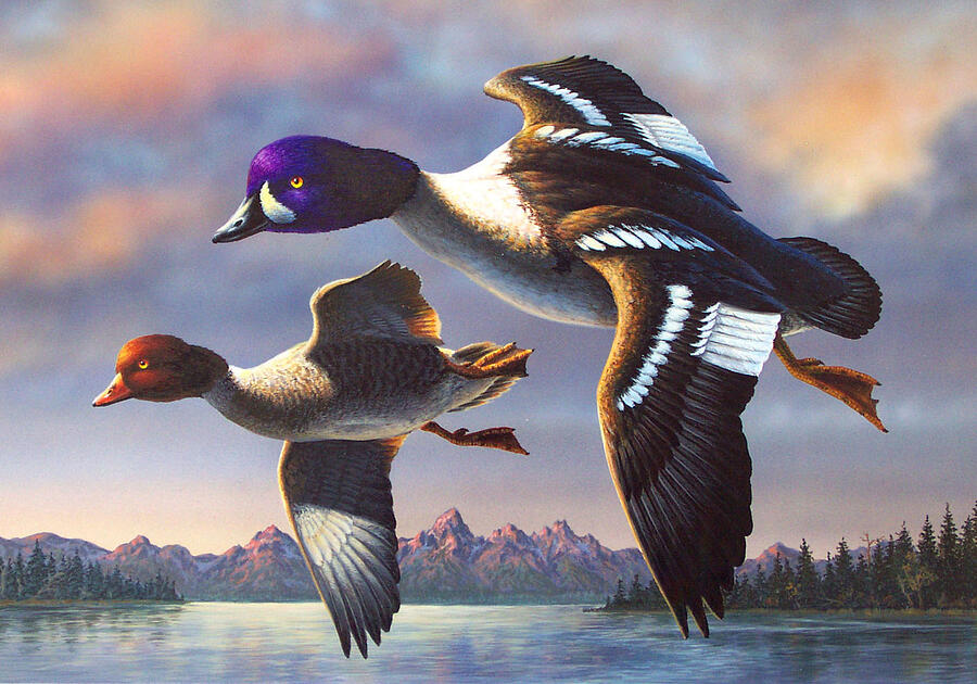 Duck Painting - Barrows Goldeneye over Jenny Lake by Guy Crittenden