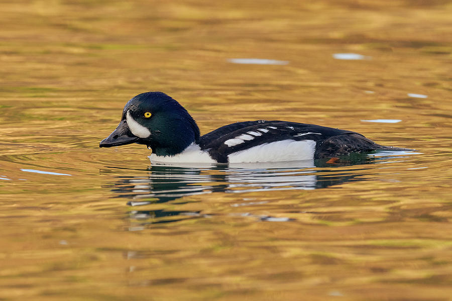 Barrow's Goldeneye, Sacramento County California by Doug Herr Barrow's Goldeneye, Sacramento County California by Doug Herr