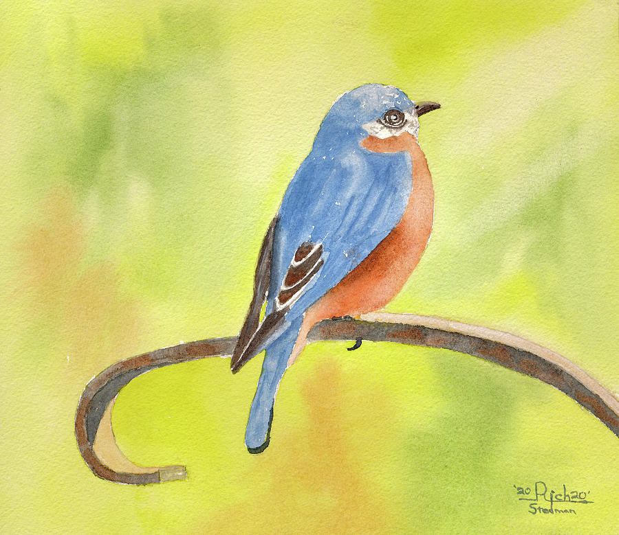 Barry Bluebird Painting by Richard Stedman