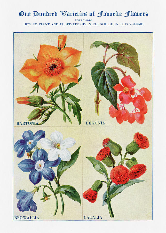 Begonia Digital Art - Bartonia, Begonia - Vintage Flower Illustration - The Open Door to Independence by Studio Grafiikka