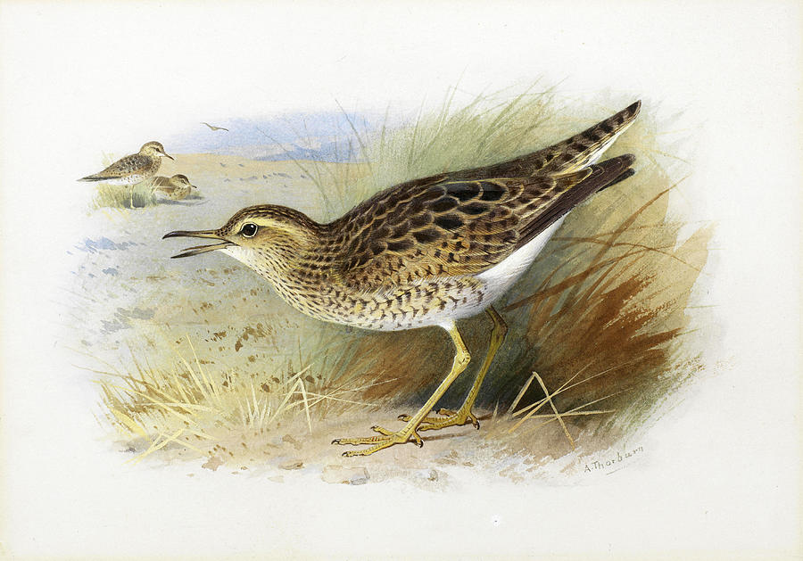 Bartrams Plover Drawing by Archibald Thorburn