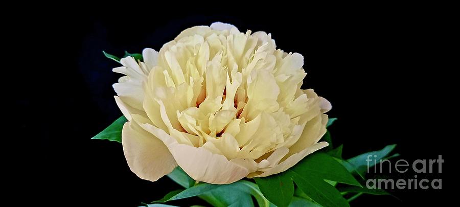 Bartzella Itoh Peony Photograph by Jeannie Rhode