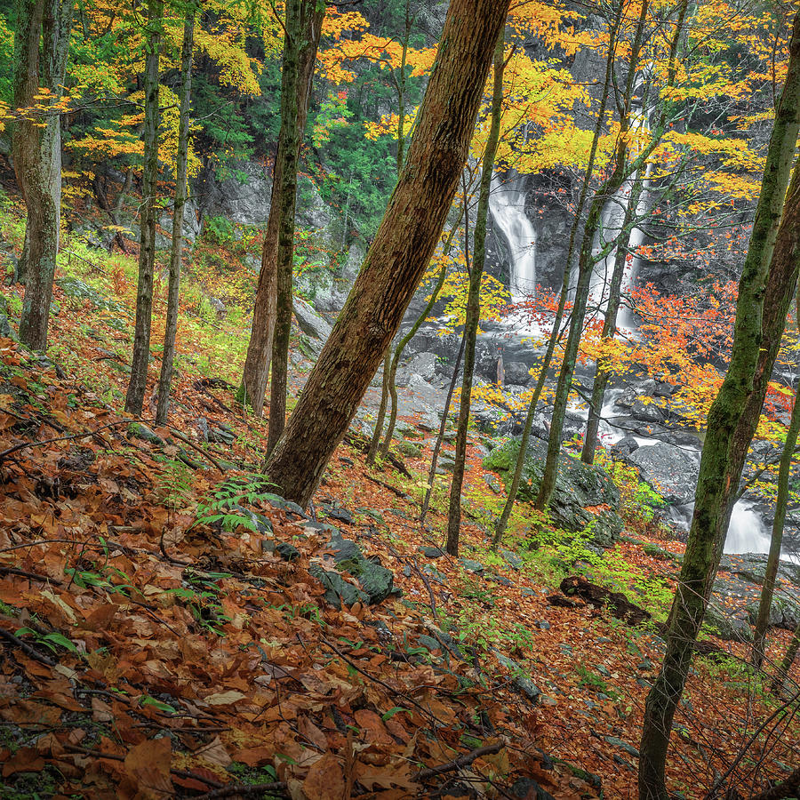 Waterfall Photograph - Bash Bish Falls Thru the Forest square by Bill Wakeley