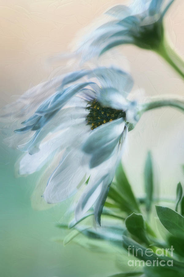 Bashful Beauty Photograph by Darla Rae Norwood - Fine Art America