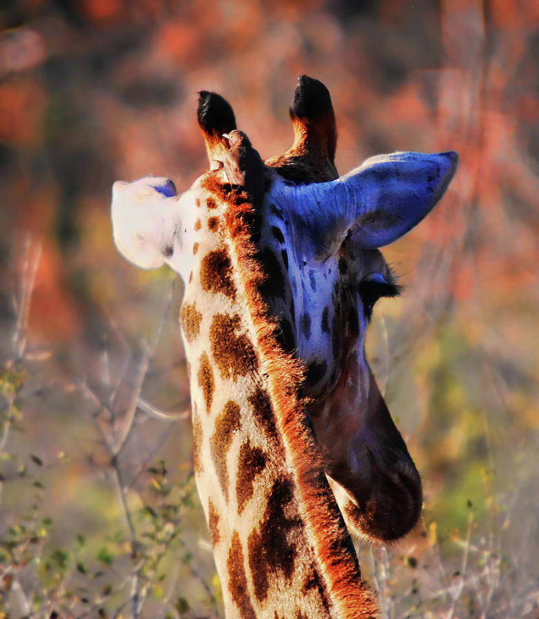 Bashful Giraffe Photograph by Alexandras Photography
