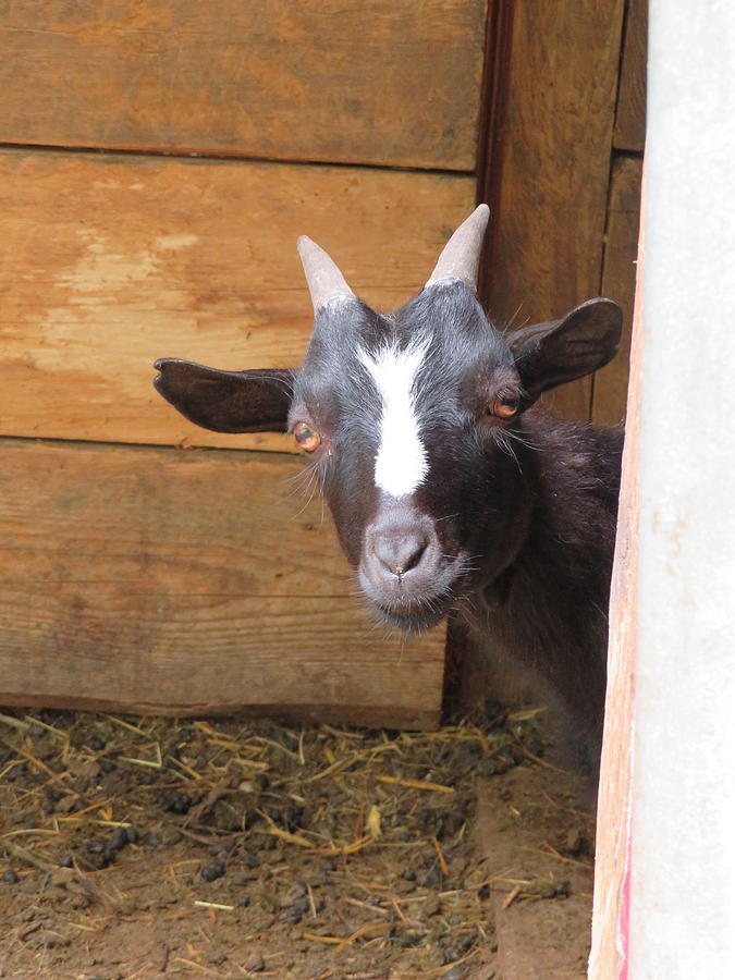 bashful goat