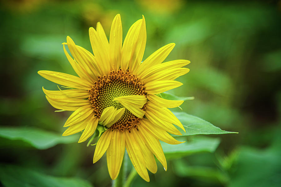 Bashful Sunflower Bloom Photograph by Bob Decker