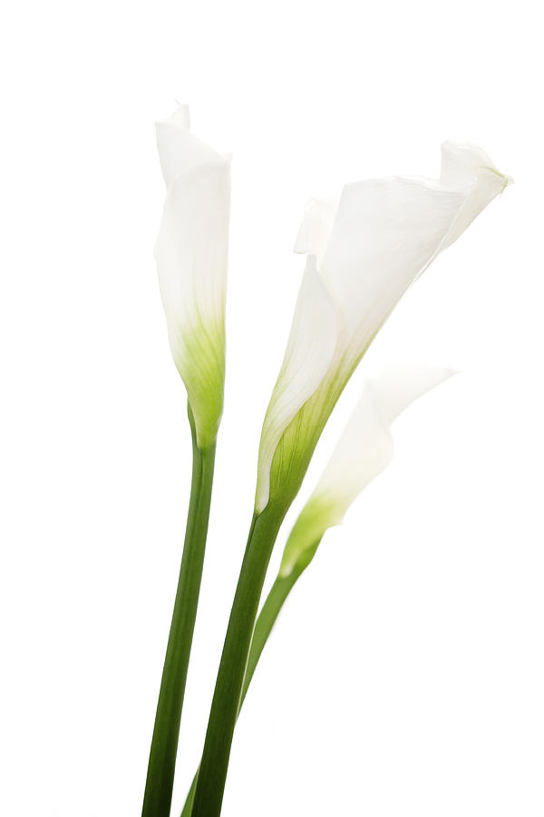 Basic close-up shot of calla lilies Photograph by Graphicola