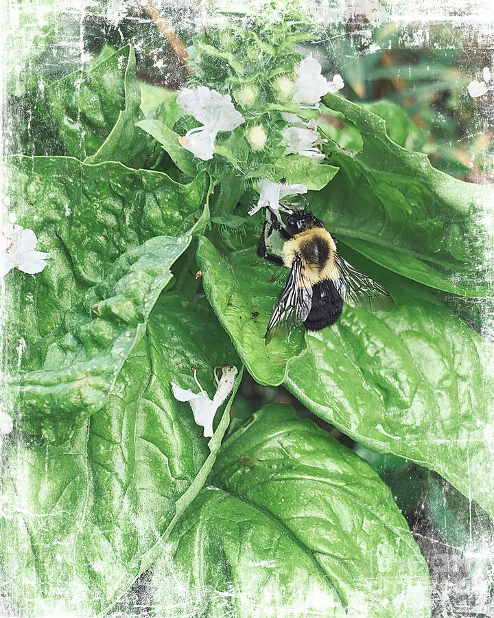 Basil And The Bee Photograph by Luther Fine Art