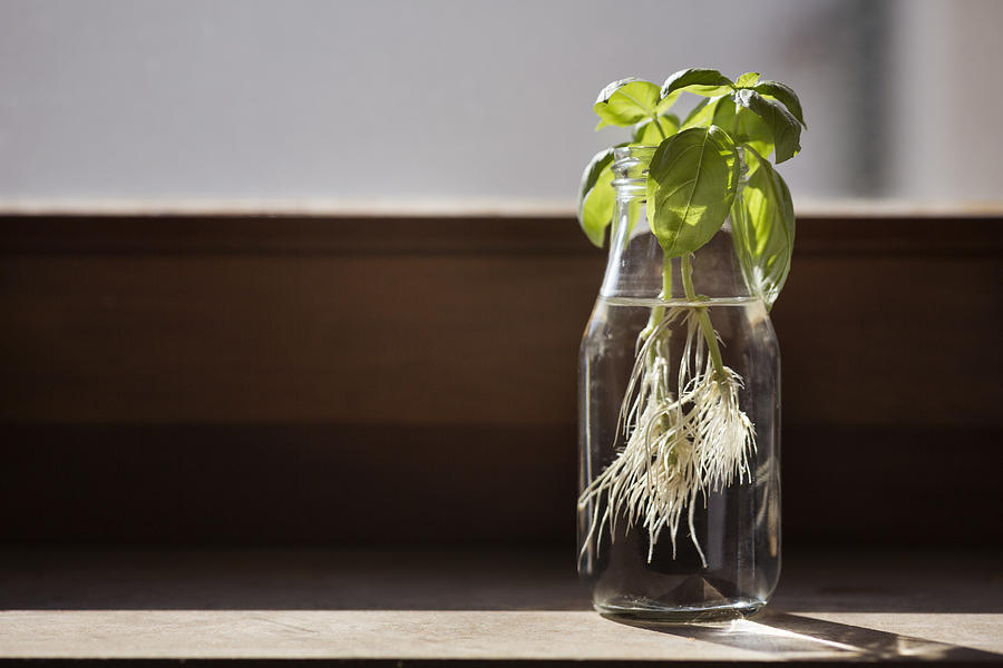 Basil plant regrowing roots from trimmed shoots in a glass drinking bottle on a window sill Photograph by Elva Etienne