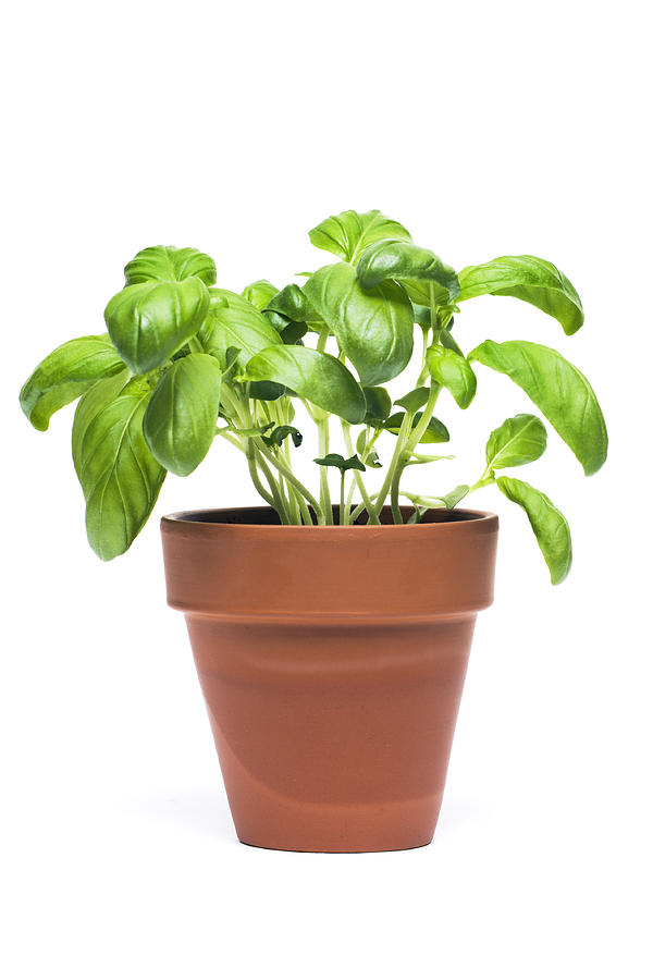 Basil Potted Herb Plant Cut Out Isolated on White Background Photograph by YinYang