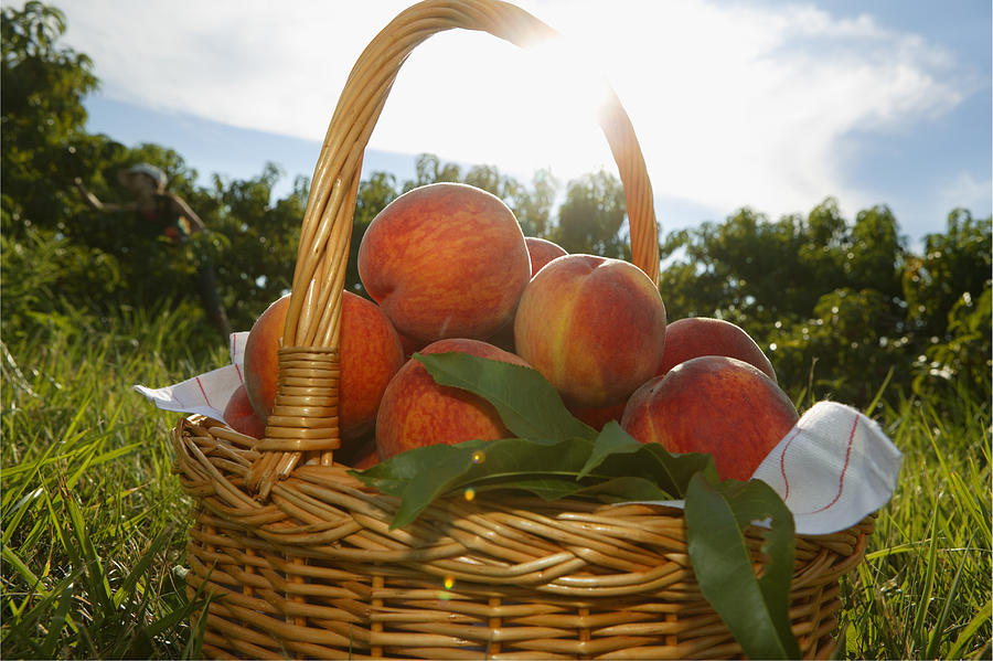 Basket full of peaches on grass Photograph by Takao Shioguchi