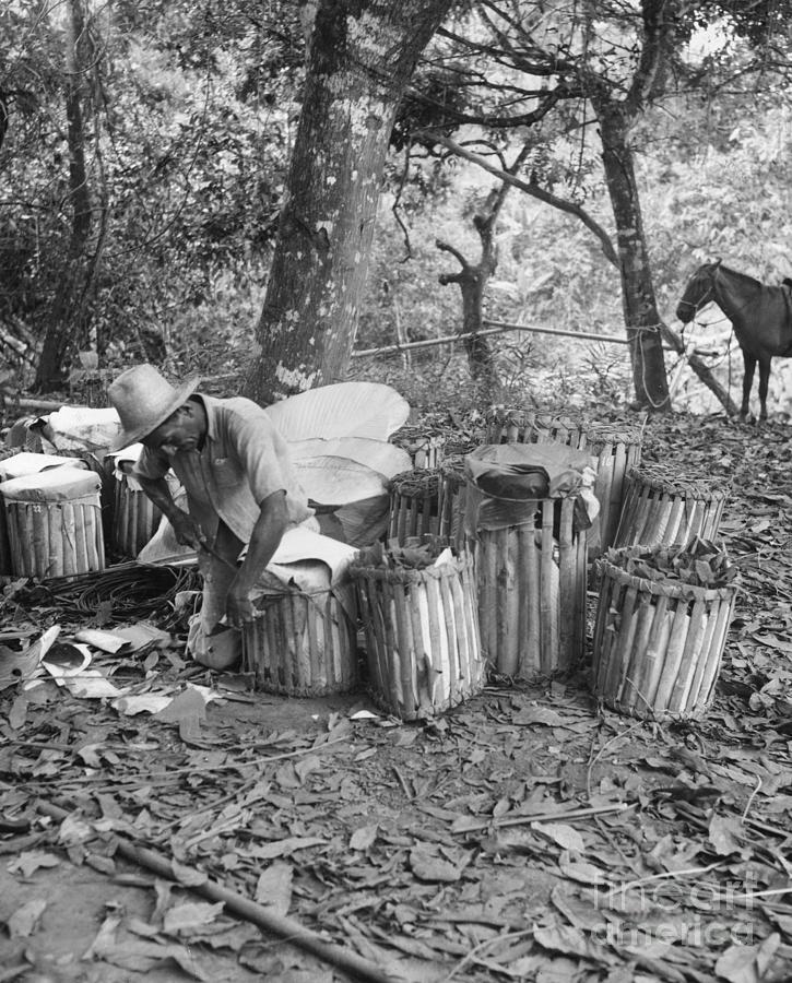 BASKET MAKING, early 20th century Photograph by Granger