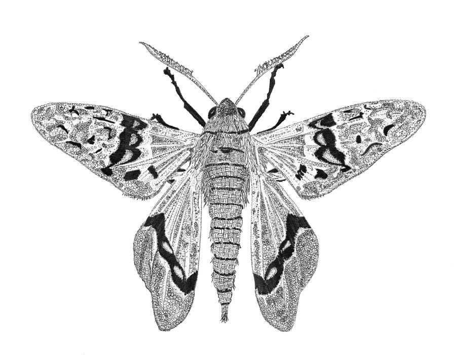 Basket Moth Drawing by Jenny Armitage