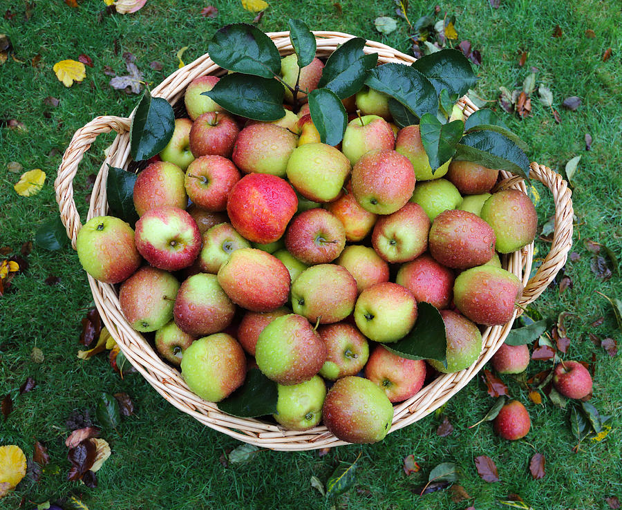 Basket of apples from above with drops of rain Photograph by Rosemary Calvert